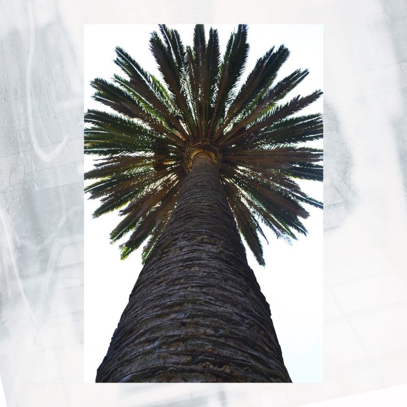 JA01-EX-AY Palm Giant 20×30