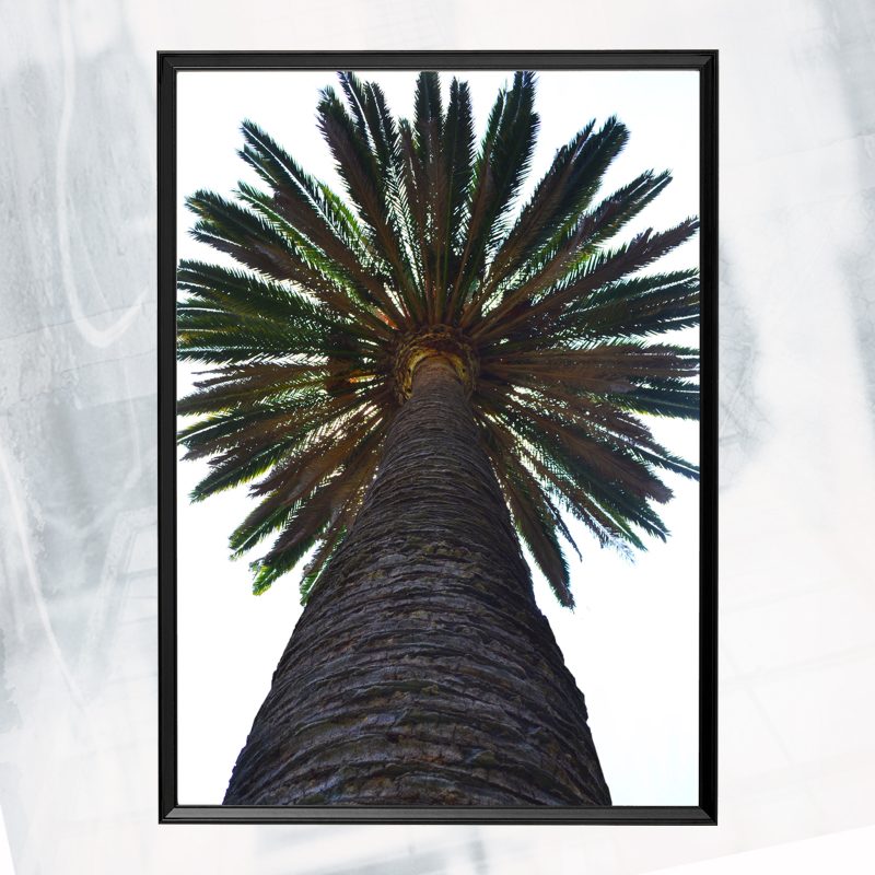 JA01-EX-AY Palm Giant 20x30_framed