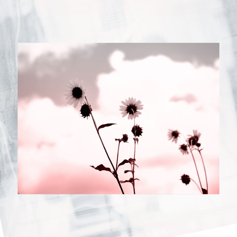 JA01-EX-CF- sunflower blue