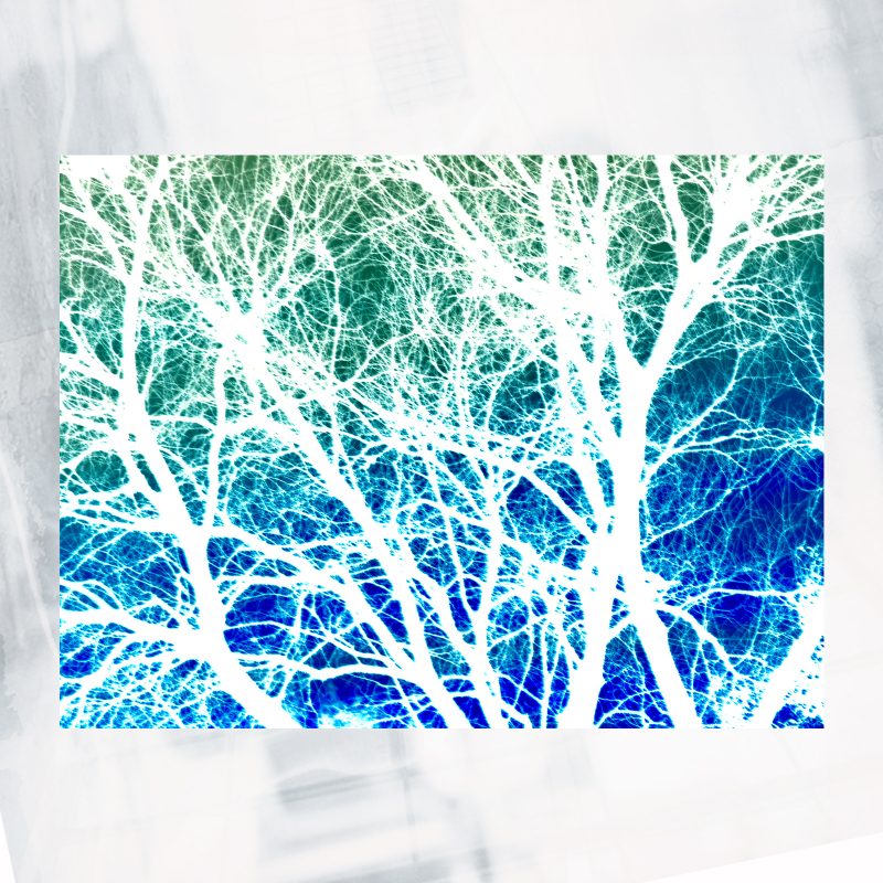 rainbow trace web shop