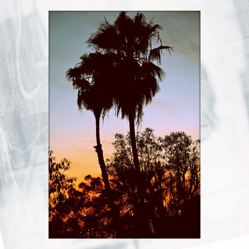 sunset palm web shop